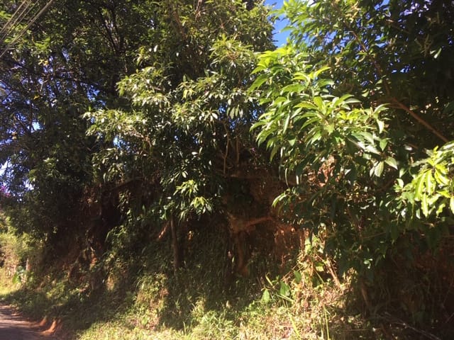 Terreno com 928m², à venda, no bairro Castelanea em Petrópolis