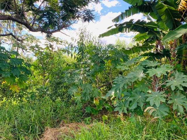 Terreno com 250m², à venda, no bairro Vitória Vale II em Pindamonhangaba