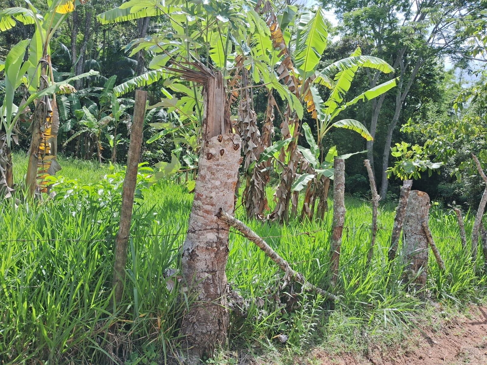 Terreno à venda, Zona rural, Rio Pomba, MG - foto 4