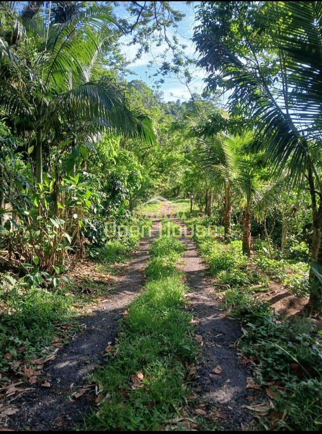 Terreno, 329 hectares - Foto 1