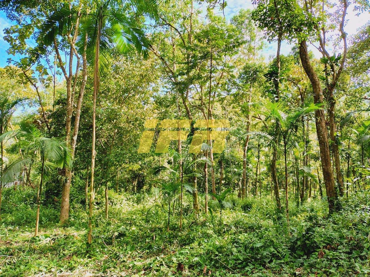 Terreno, 10000 m² - Foto 3