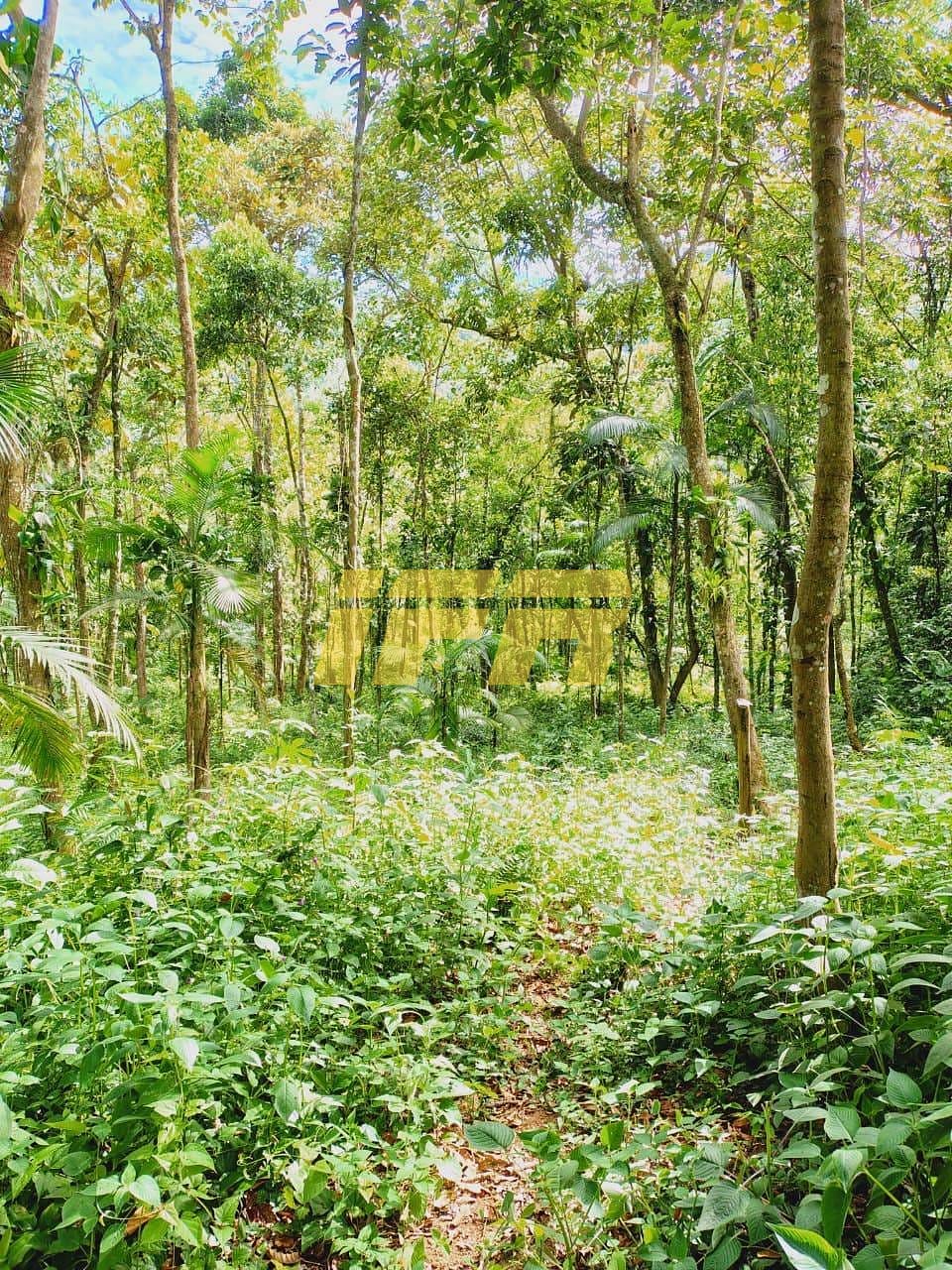 Terreno, 10000 m² - Foto 2