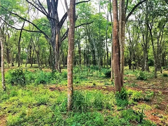 Terreno com 23062m², à venda, no bairro Gleba Fazenda Palhano em Londrina