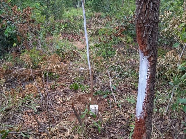 Terreno com 18000m², à venda, no bairro Chácara das Mansões em Campo Grande