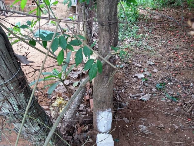 Terreno com 18000m², à venda, no bairro Chácara das Mansões em Campo Grande