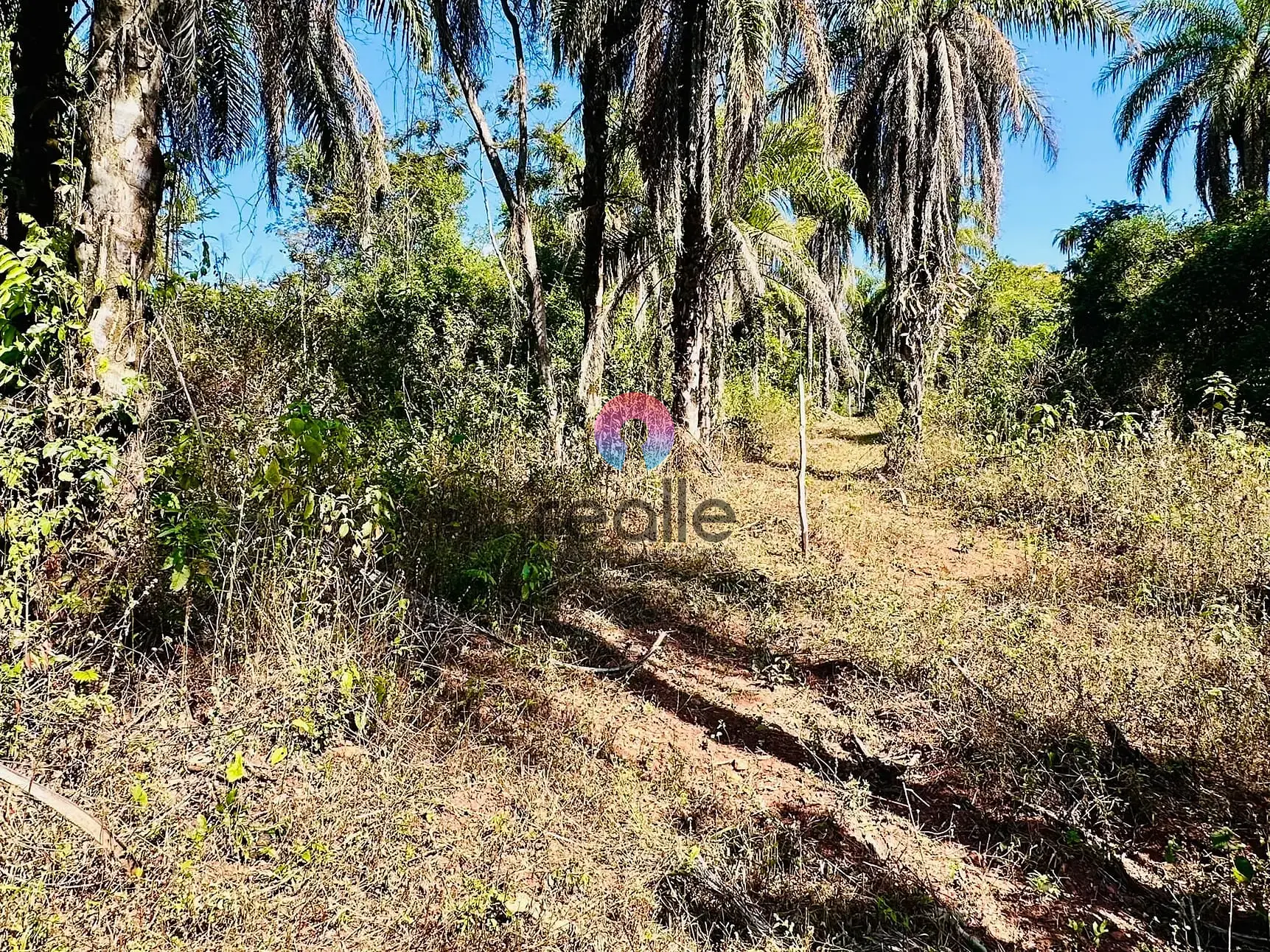 Terreno, 2 hectares - Foto 14