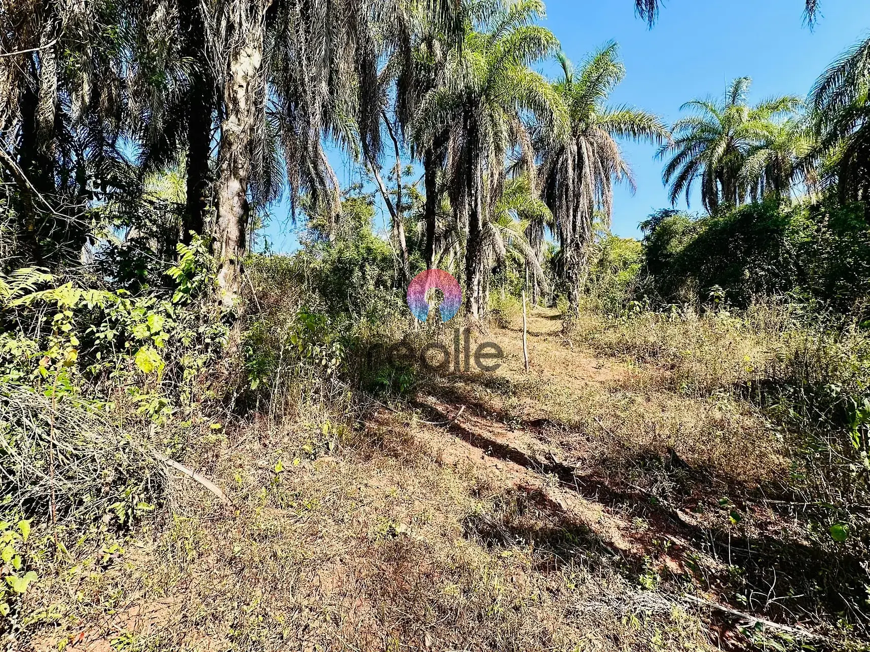 Terreno, 2 hectares - Foto 13