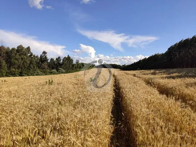 Terreno com 25000m², à venda, no bairro Interior em Paverama
