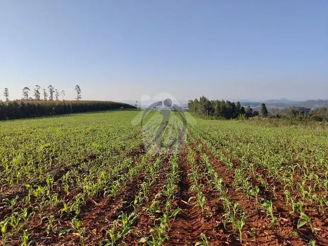 Terreno com 25000m², à venda, no bairro Interior em Paverama