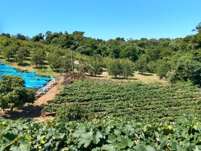 Terreno com 20000m², à venda, no bairro Engenho Seco em Louveira