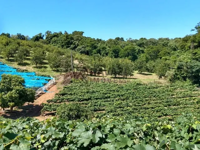 Terreno com 20000m², à venda, no bairro Engenho Seco em Louveira
