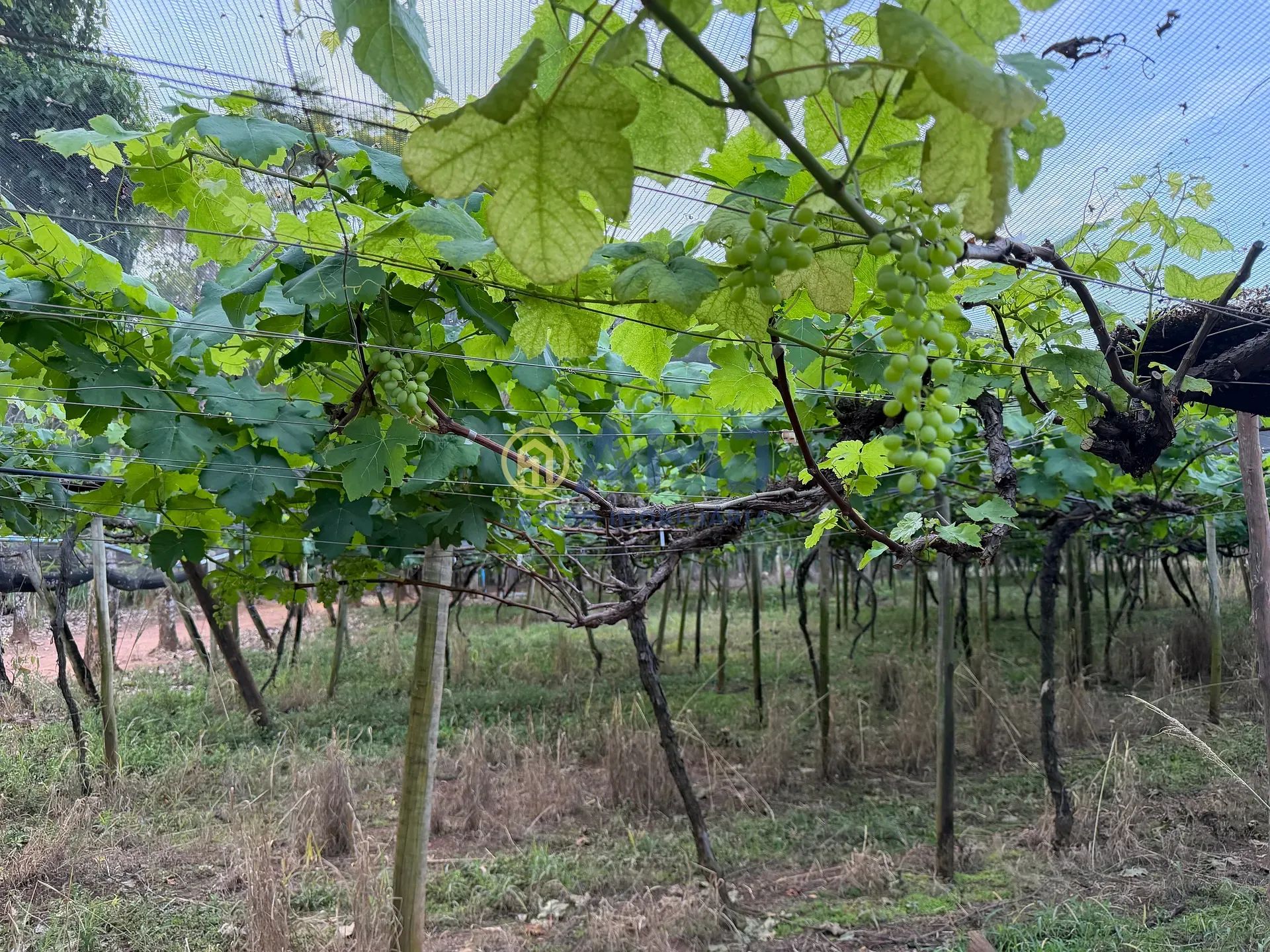 Terreno, 2 hectares - Foto 9