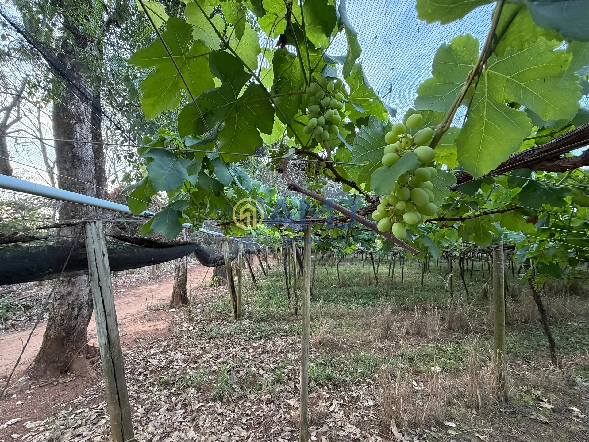 Terreno, 2 hectares - Foto 21