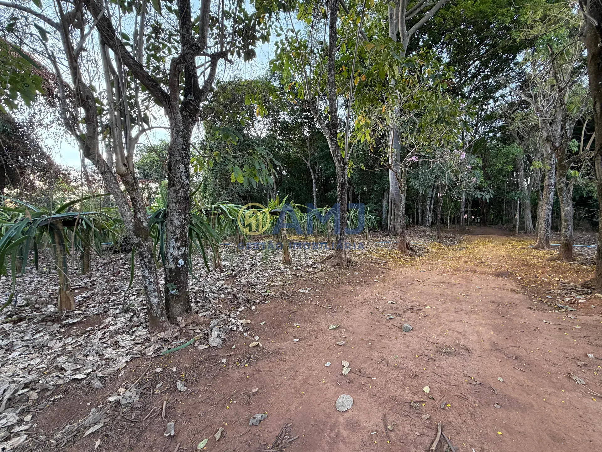 Terreno, 2 hectares - Foto 28
