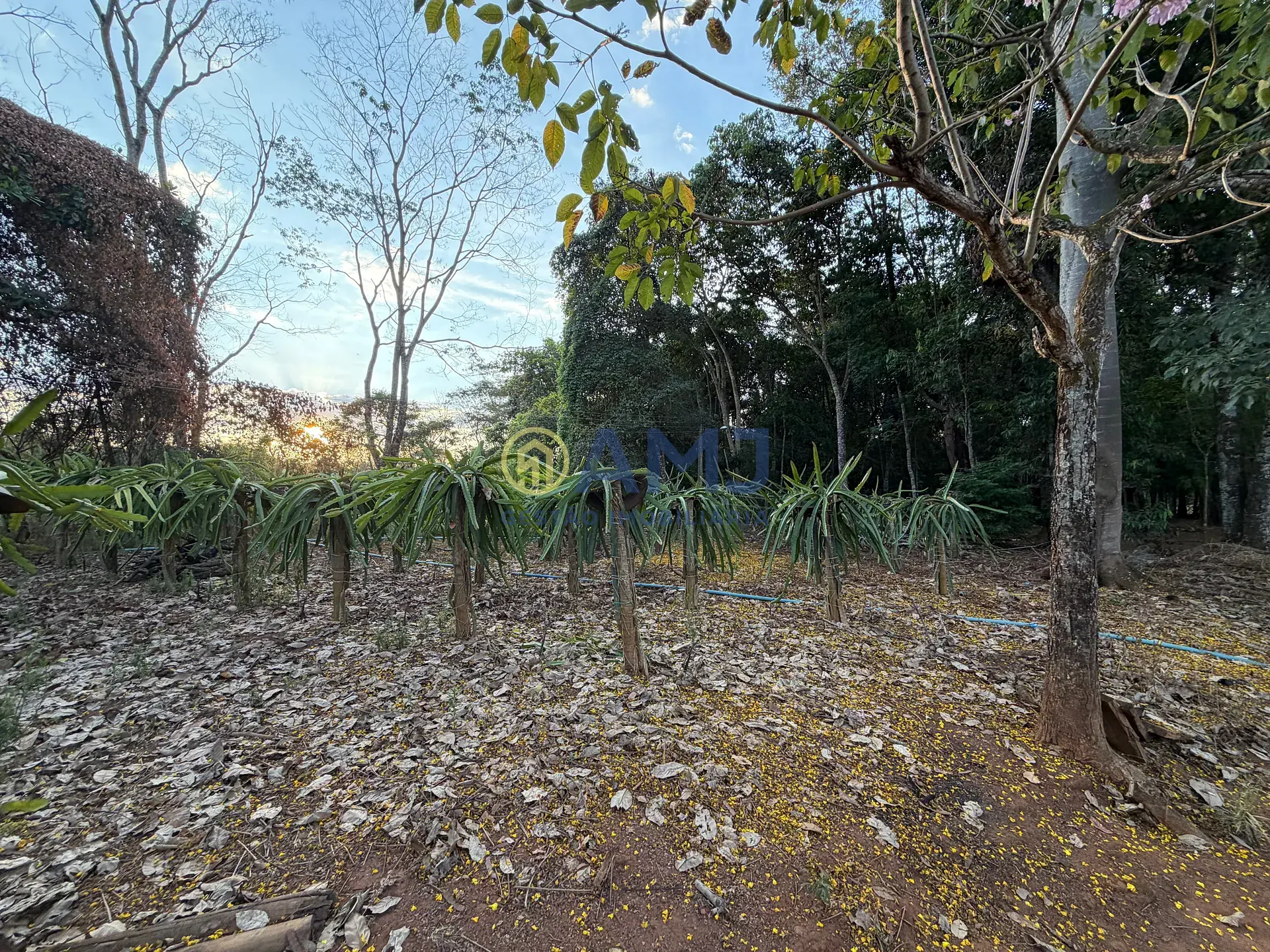 Terreno, 2 hectares - Foto 27
