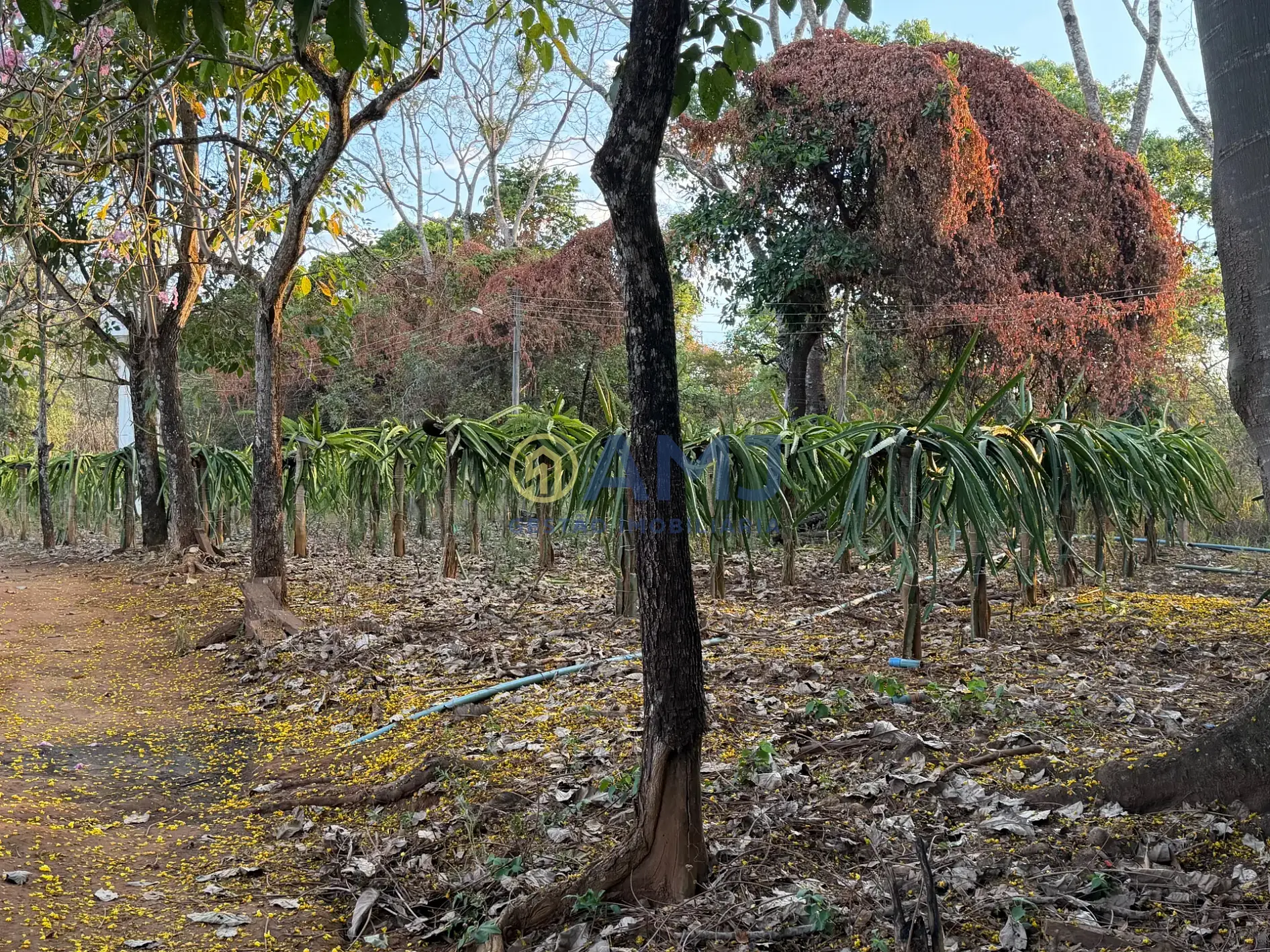 Terreno, 2 hectares - Foto 19