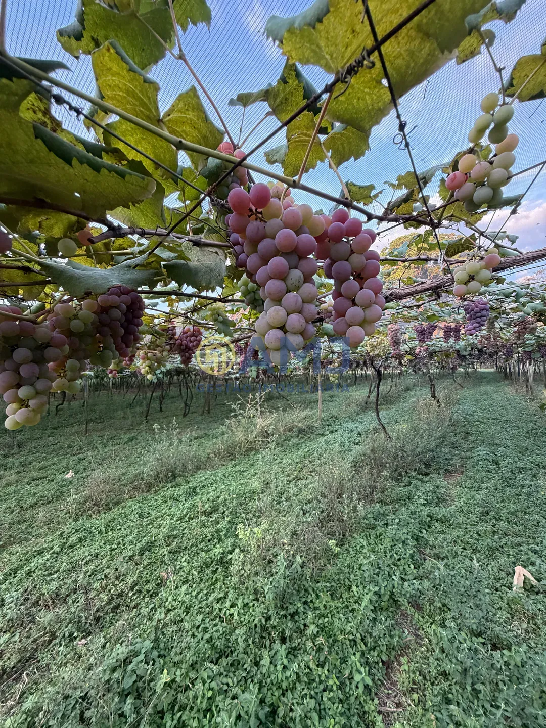 Terreno, 2 hectares - Foto 8