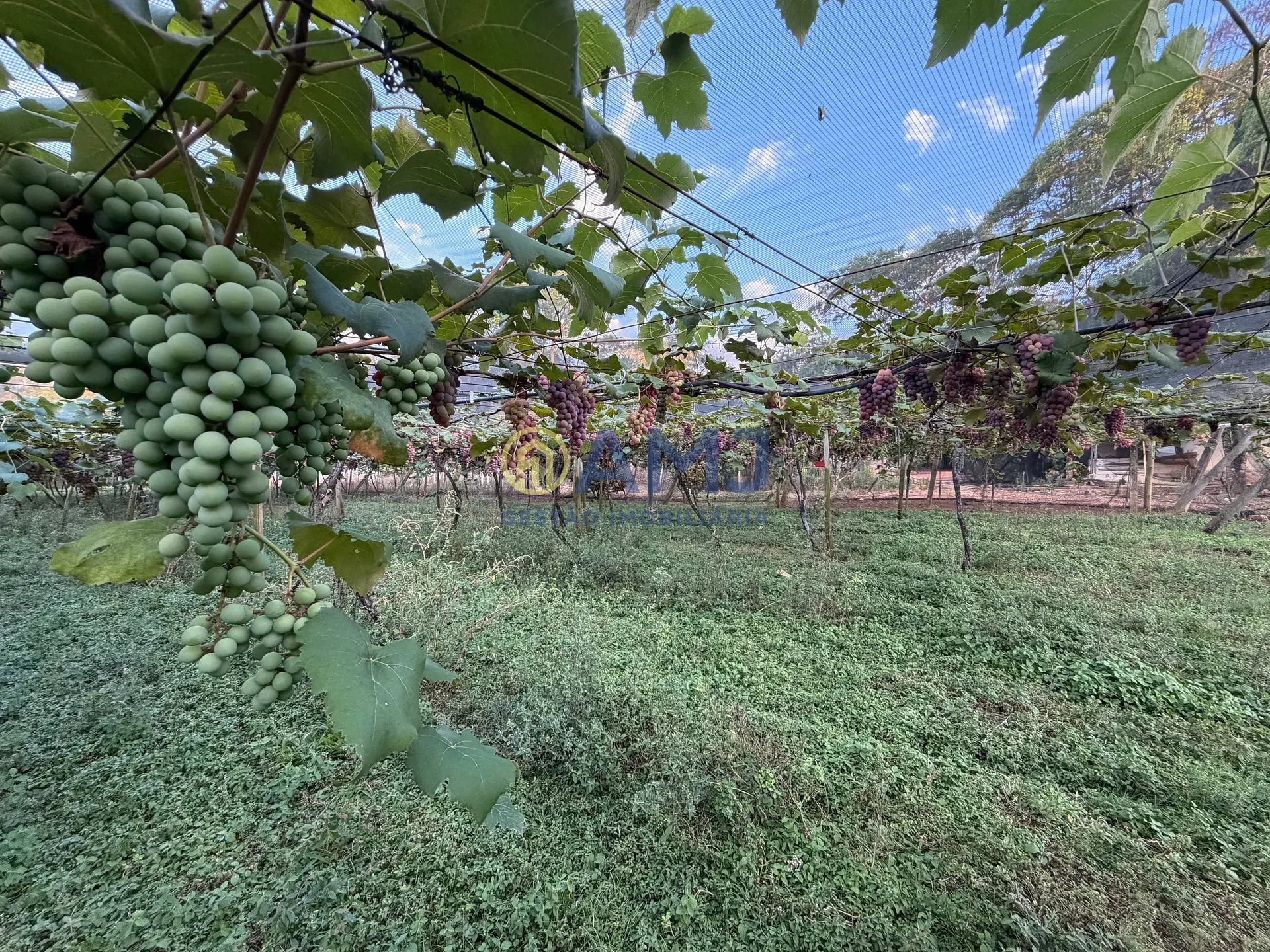 Terreno, 2 hectares - Foto 20