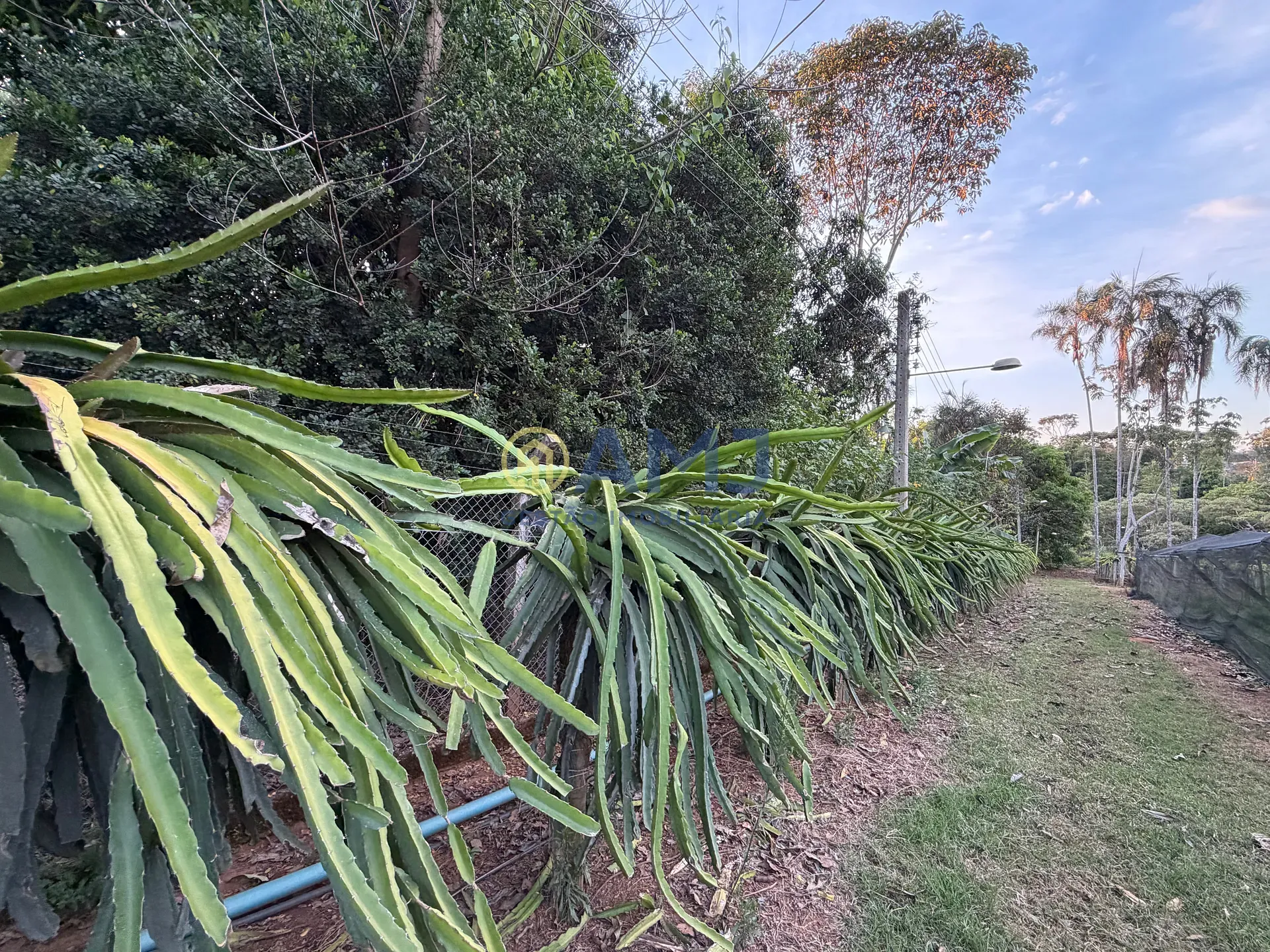 Terreno, 2 hectares - Foto 7