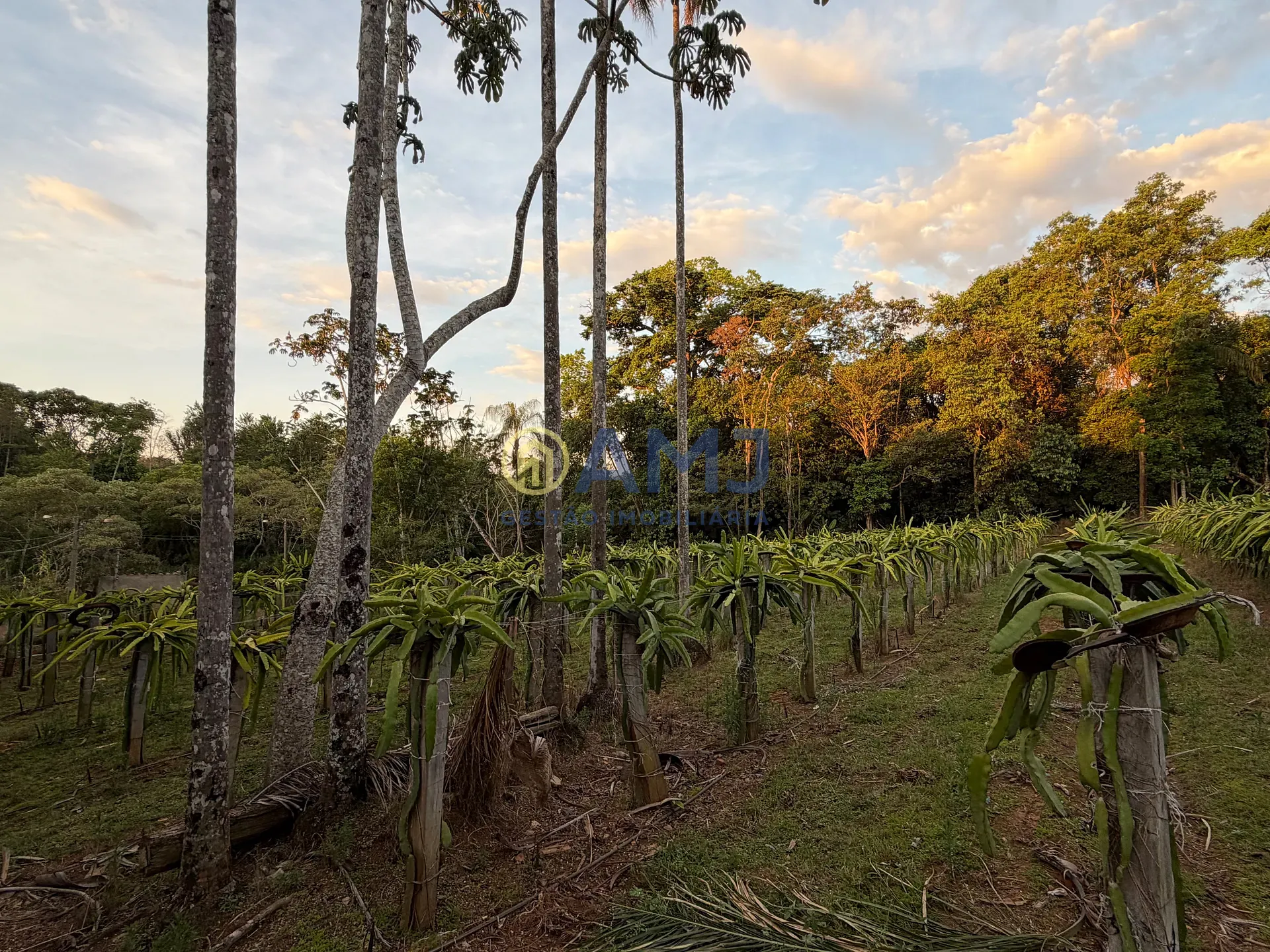 Terreno, 2 hectares - Foto 18
