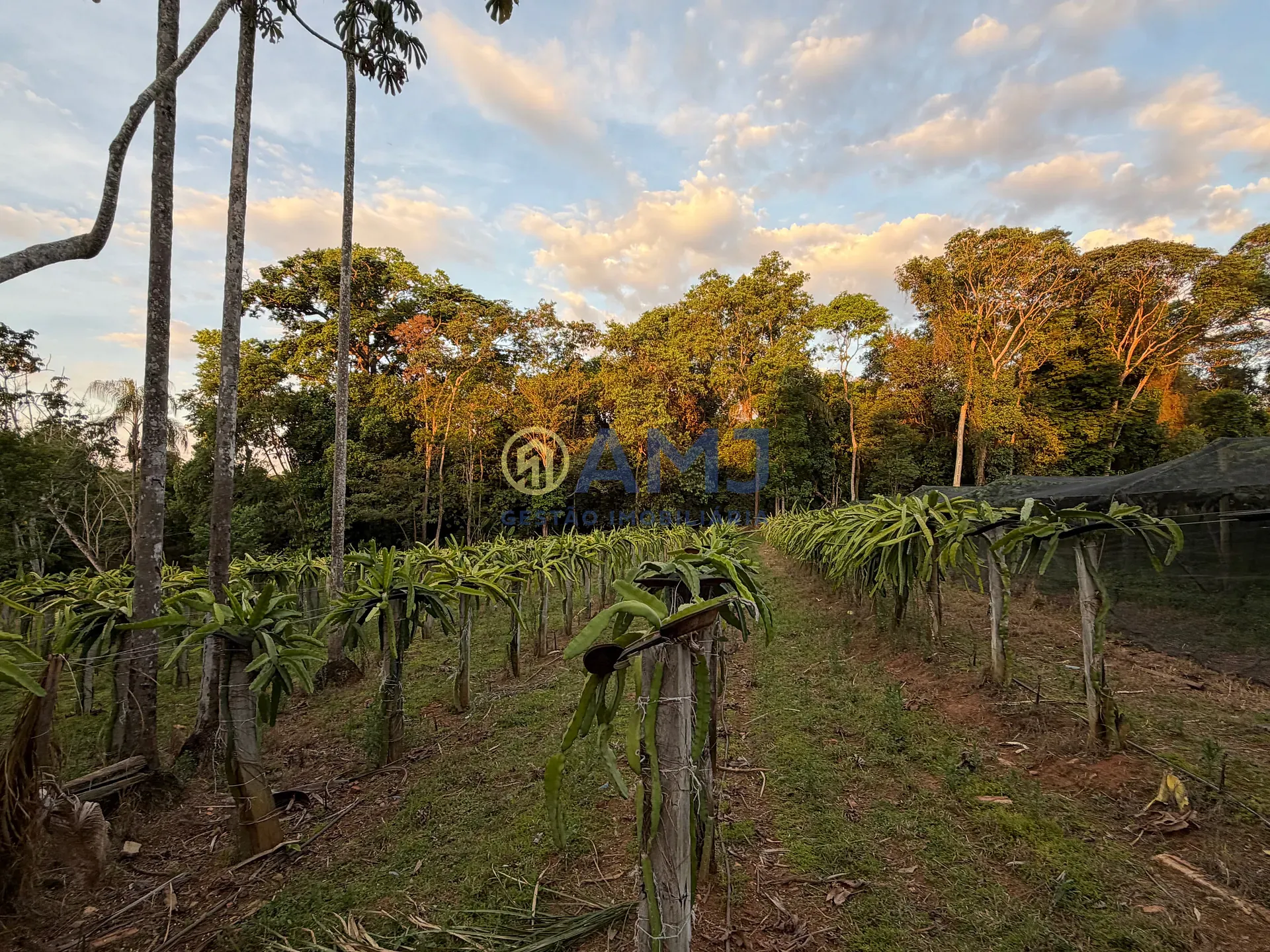Terreno, 2 hectares - Foto 17