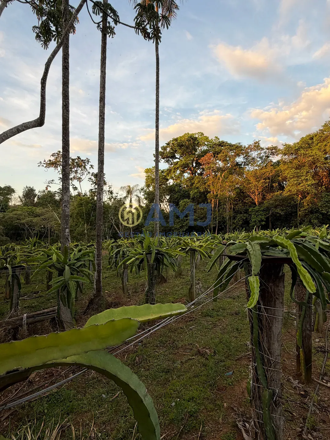 Terreno, 2 hectares - Foto 16