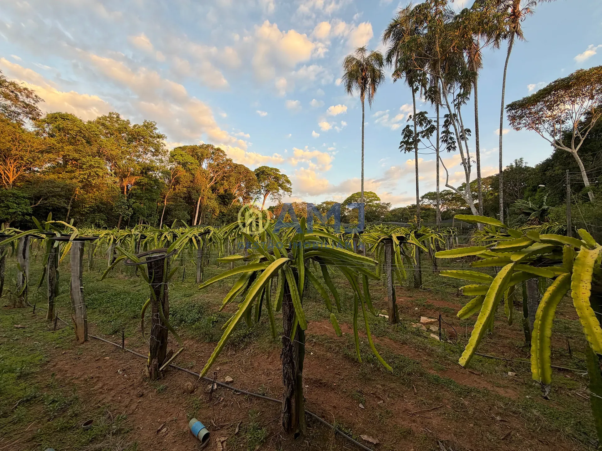 Terreno, 2 hectares - Foto 4