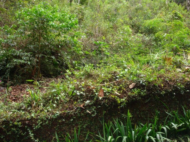 Terreno com 6926m², à venda, no bairro Corrêas em Petrópolis
