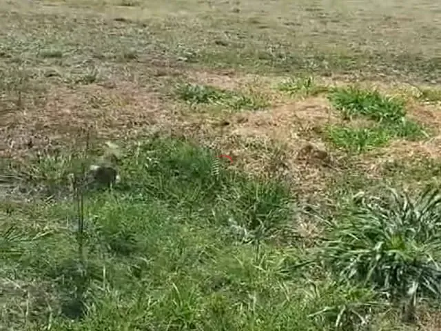 Terreno com 5000m², à venda, no bairro ITAÚNA em Ibiporã
