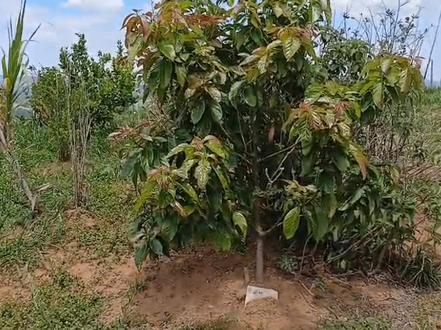 Terreno com 700m², à venda, no bairro Ribeirão dos Bugres em Caldas
