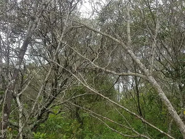 Terreno com 140000m², à venda, no bairro Sertão Pequeno em Delfim Moreira