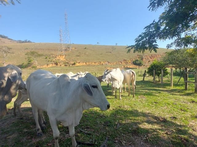 Terreno com 89625m², à venda, no bairro Trapiche em Glicério (Macaé)