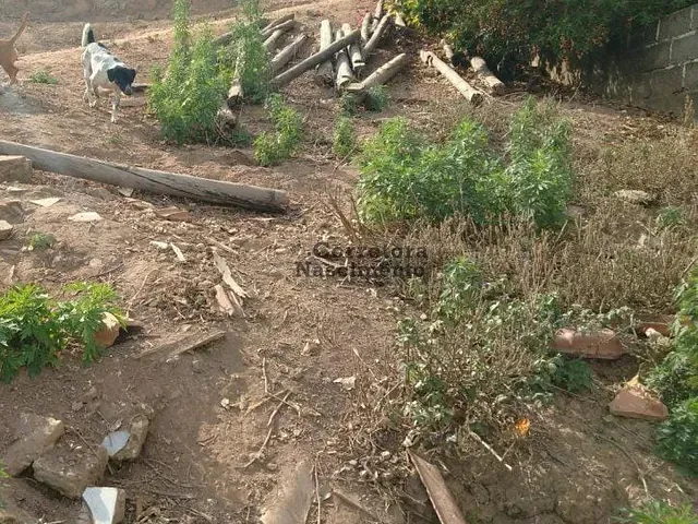 Terreno com 250m², à venda, no bairro Jardim Viola em Santa Branca