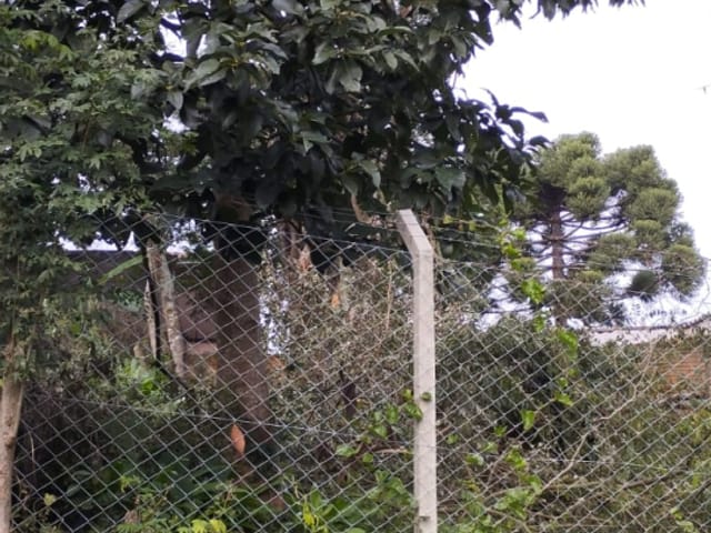 Terreno com 432m², à venda, no bairro Vista Alegre em Curitiba