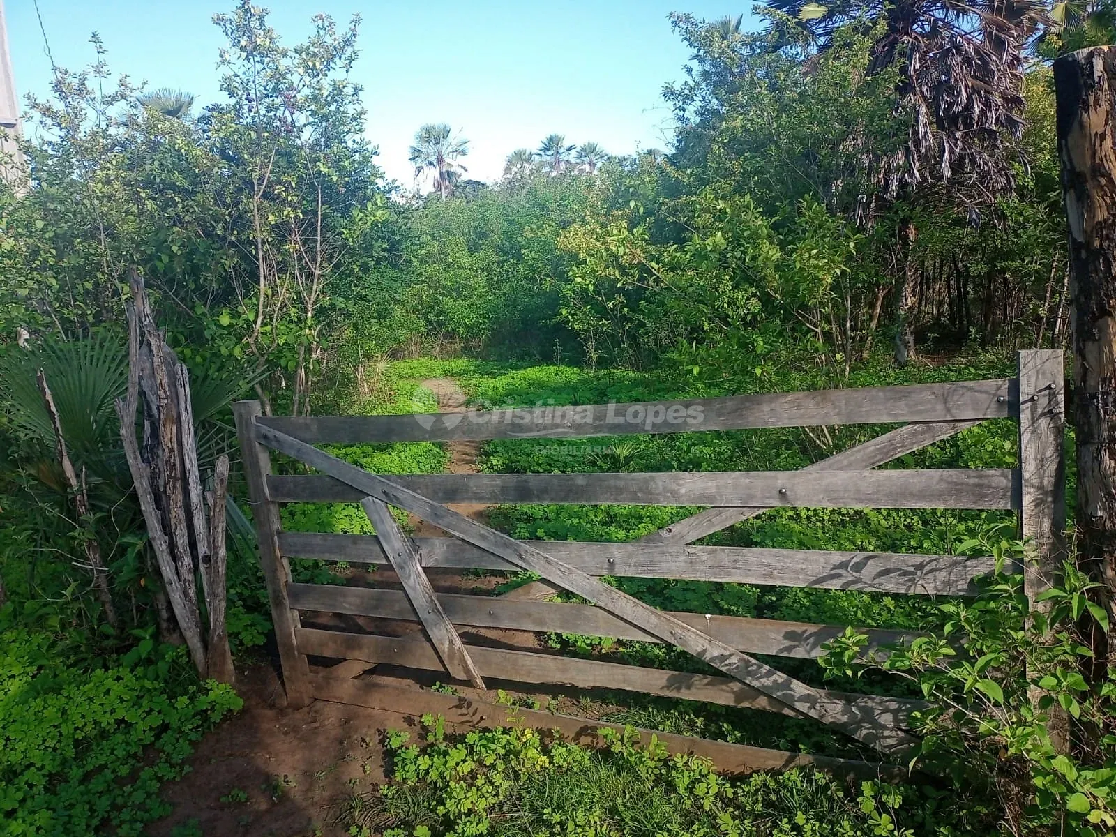 Terreno, 21 hectares - Foto 4