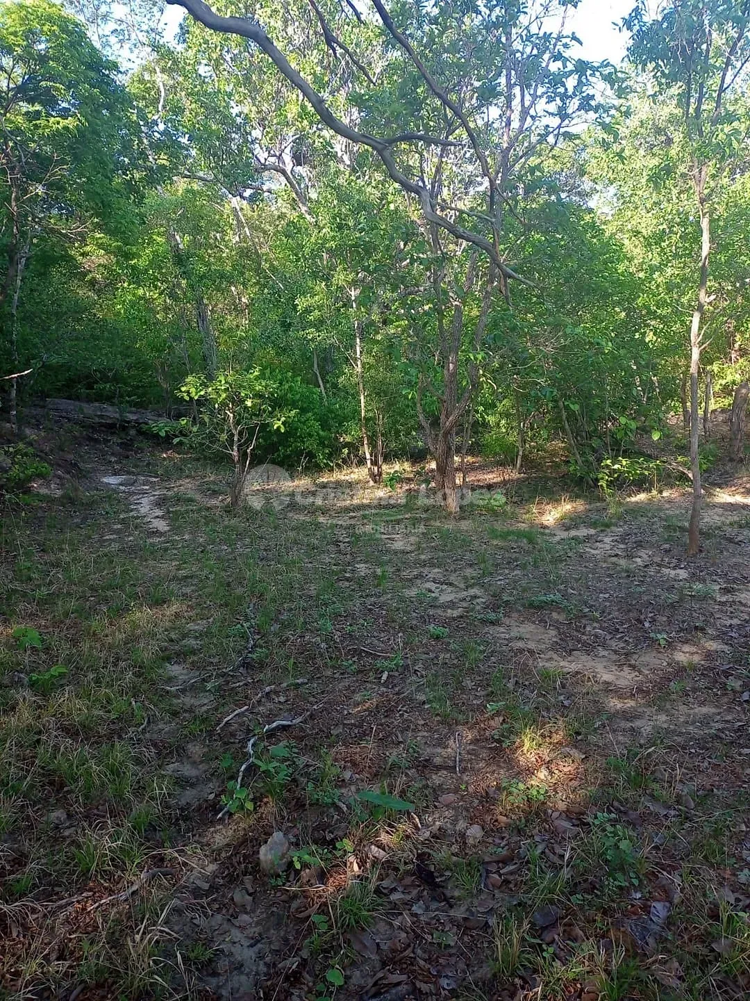 Terreno, 21 hectares - Foto 6
