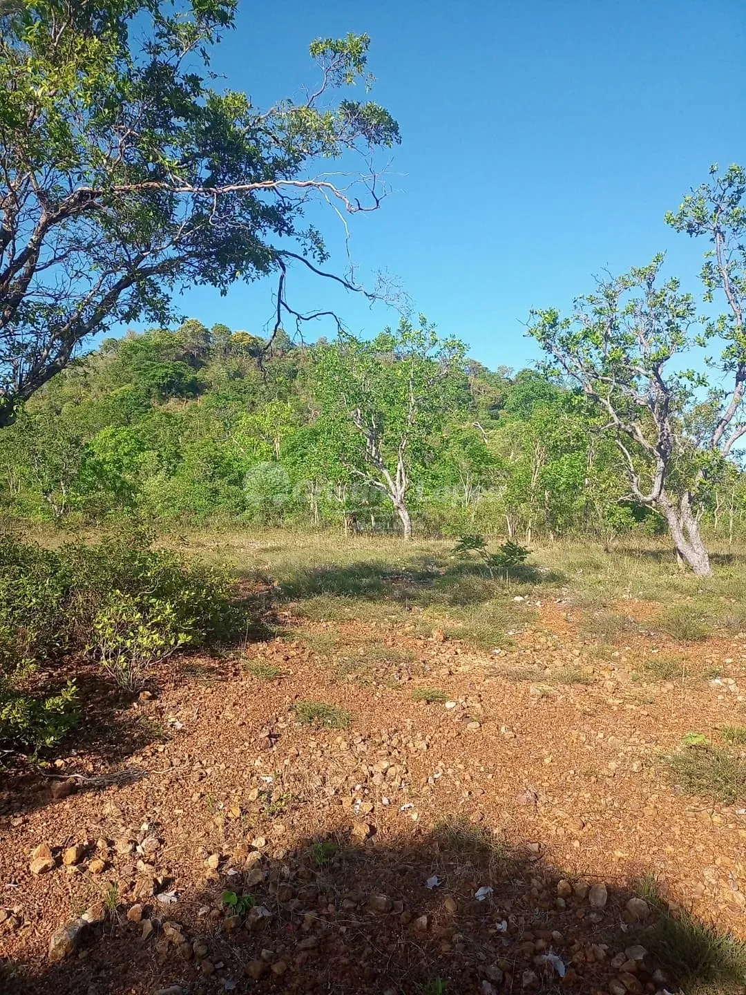 Terreno, 21 hectares - Foto 7