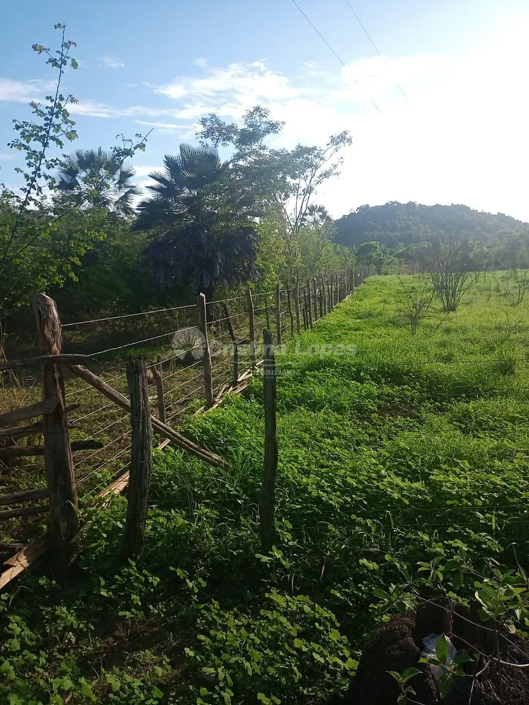 Terreno, 21 hectares - Foto 1