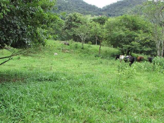 Foto do Terreno - Terreno à venda, Mato Dentro, Itajubá. | MOHALLEM e LOPES CORRETAGEM E ADMINISTRACAO DE IMOVEIS LTDA