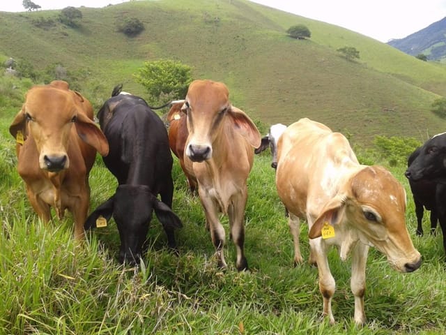 Foto do Terreno - Terreno à venda 108900M², Zona Rural, Delfim Moreira - MG | MOHALLEM e LOPES CORRETAGEM E ADMINISTRACAO DE IMOVEIS LTDA
