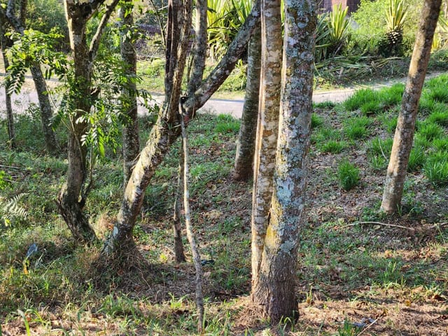Terreno com 729m², à venda, no bairro Caxambu em Petrópolis