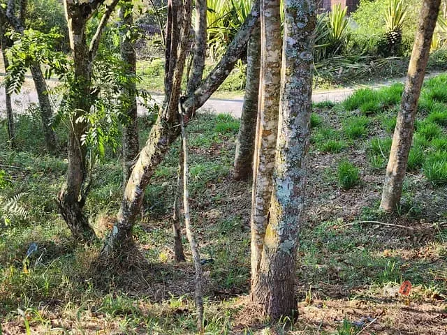 Terreno com 729m², à venda, no bairro Caxambu em Petrópolis