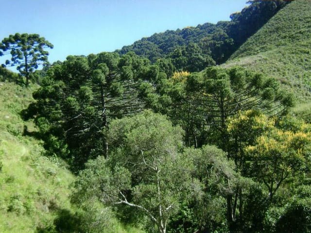 Foto do Terreno - Terreno à venda 600160M², Antunes, Piranguçu - MG | MOHALLEM e LOPES CORRETAGEM E ADMINISTRACAO DE IMOVEIS LTDA