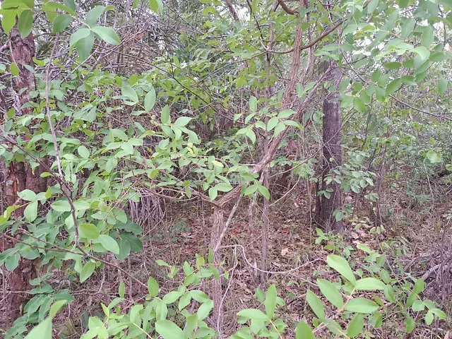 Terreno com 4180000m², à venda, no bairro Zona Rural em Matões