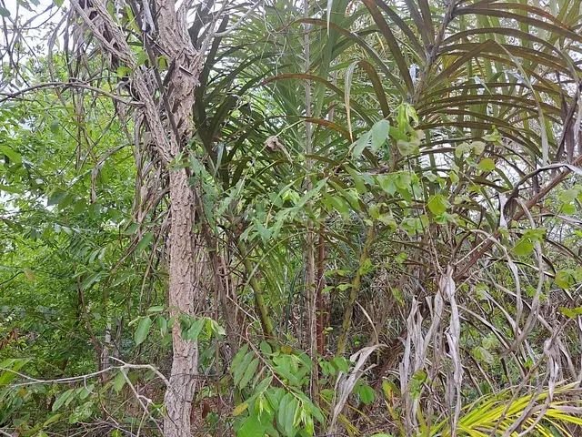 Terreno com 4180000m², à venda, no bairro Zona Rural em Matões