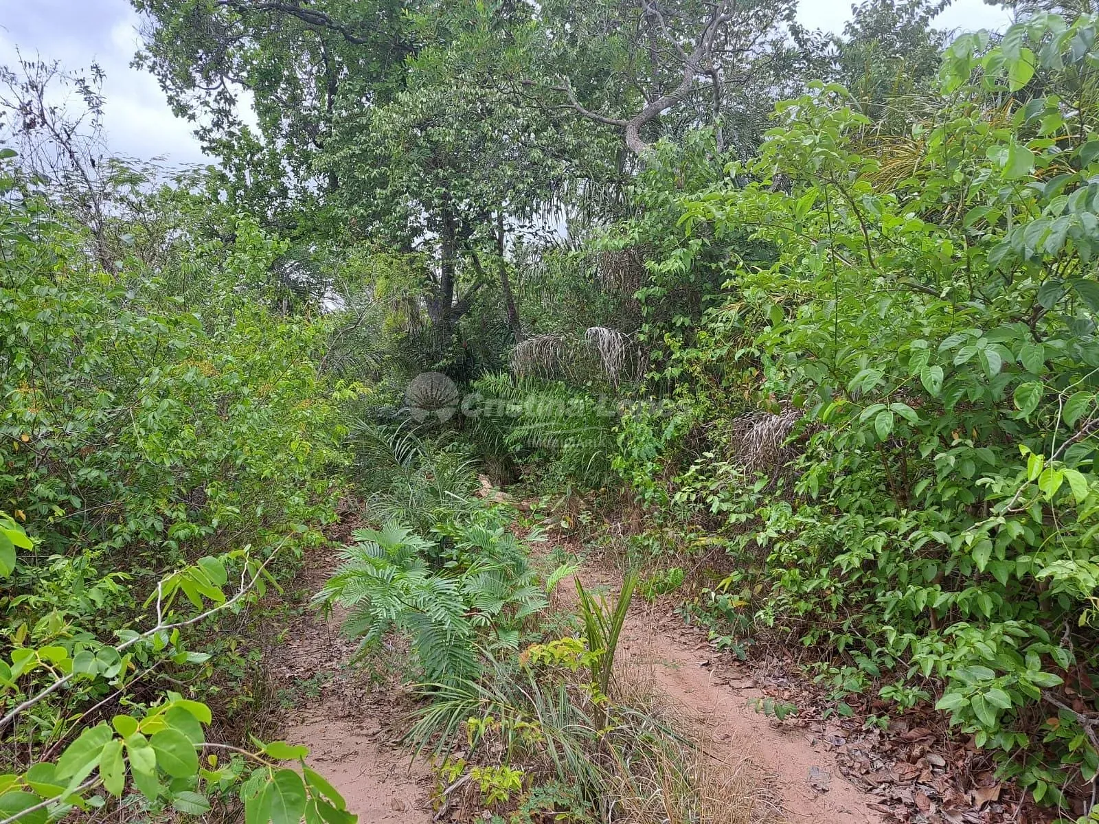 Terreno, 418 hectares - Foto 4