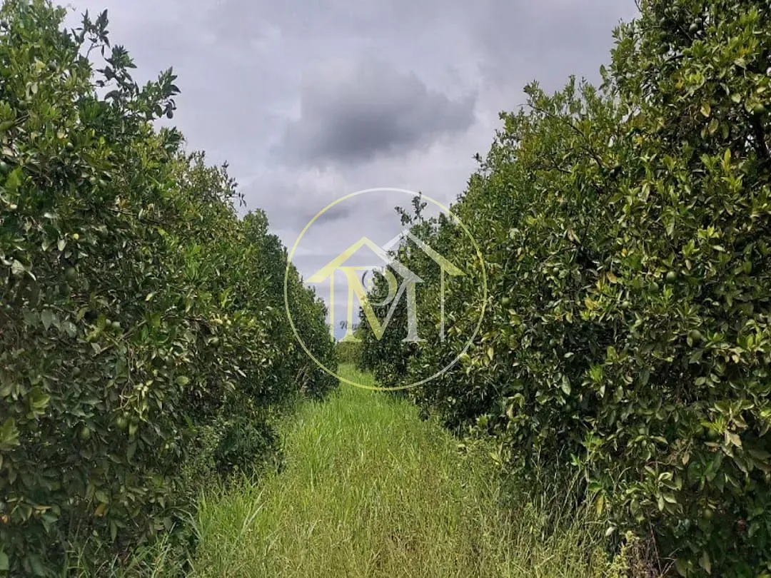 Terreno, 9 hectares - Foto 6