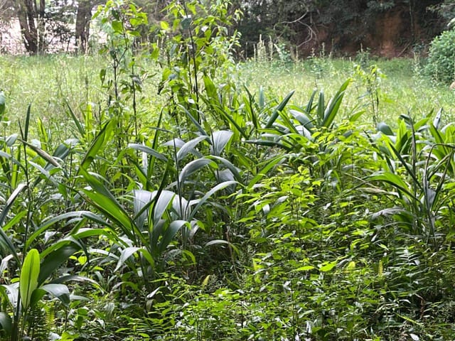 Terreno com 19899m², à venda, no bairro Retiro em Petrópolis