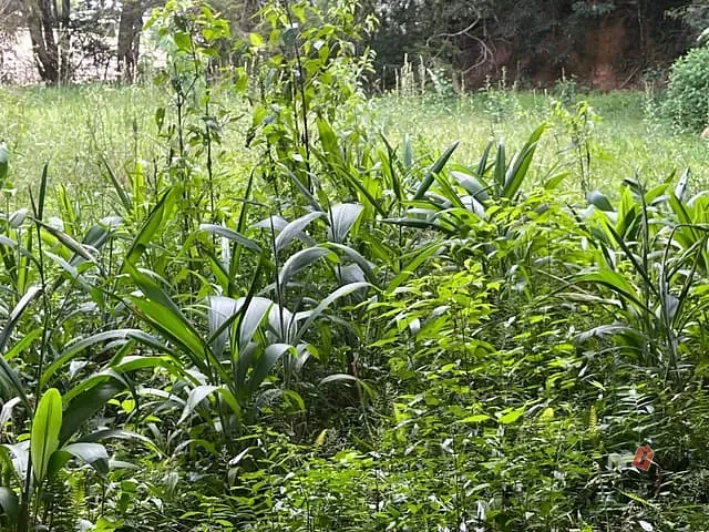 Terreno com 19899m², à venda, no bairro Retiro em Petrópolis