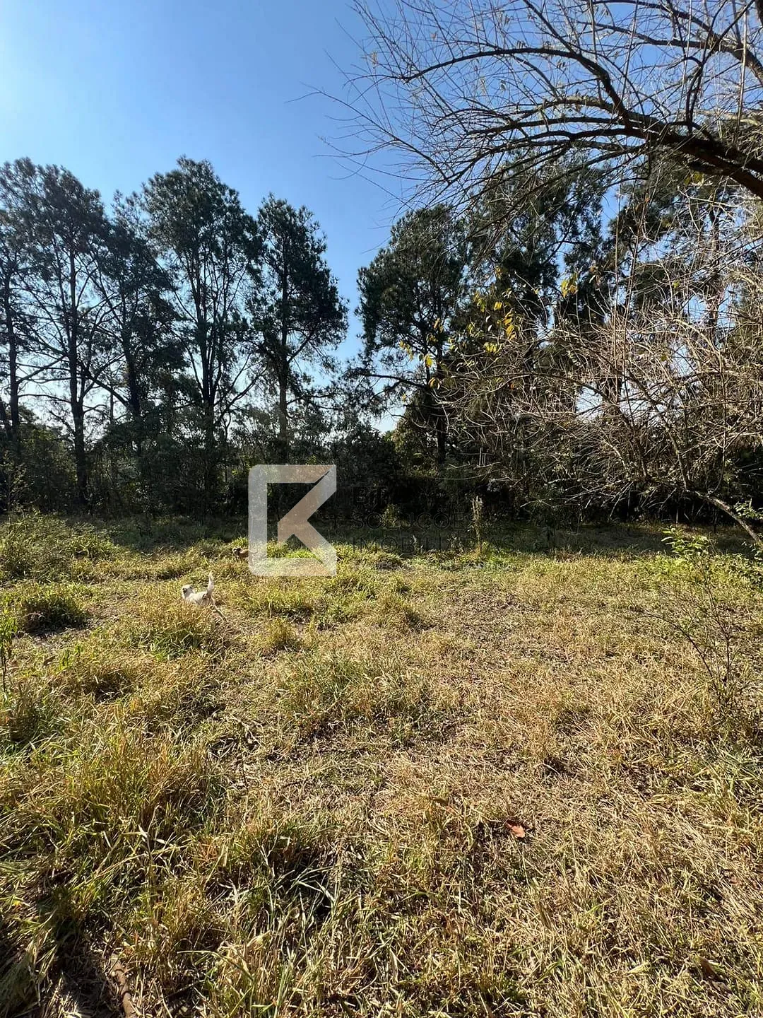 Terreno, 2 hectares - Foto 3